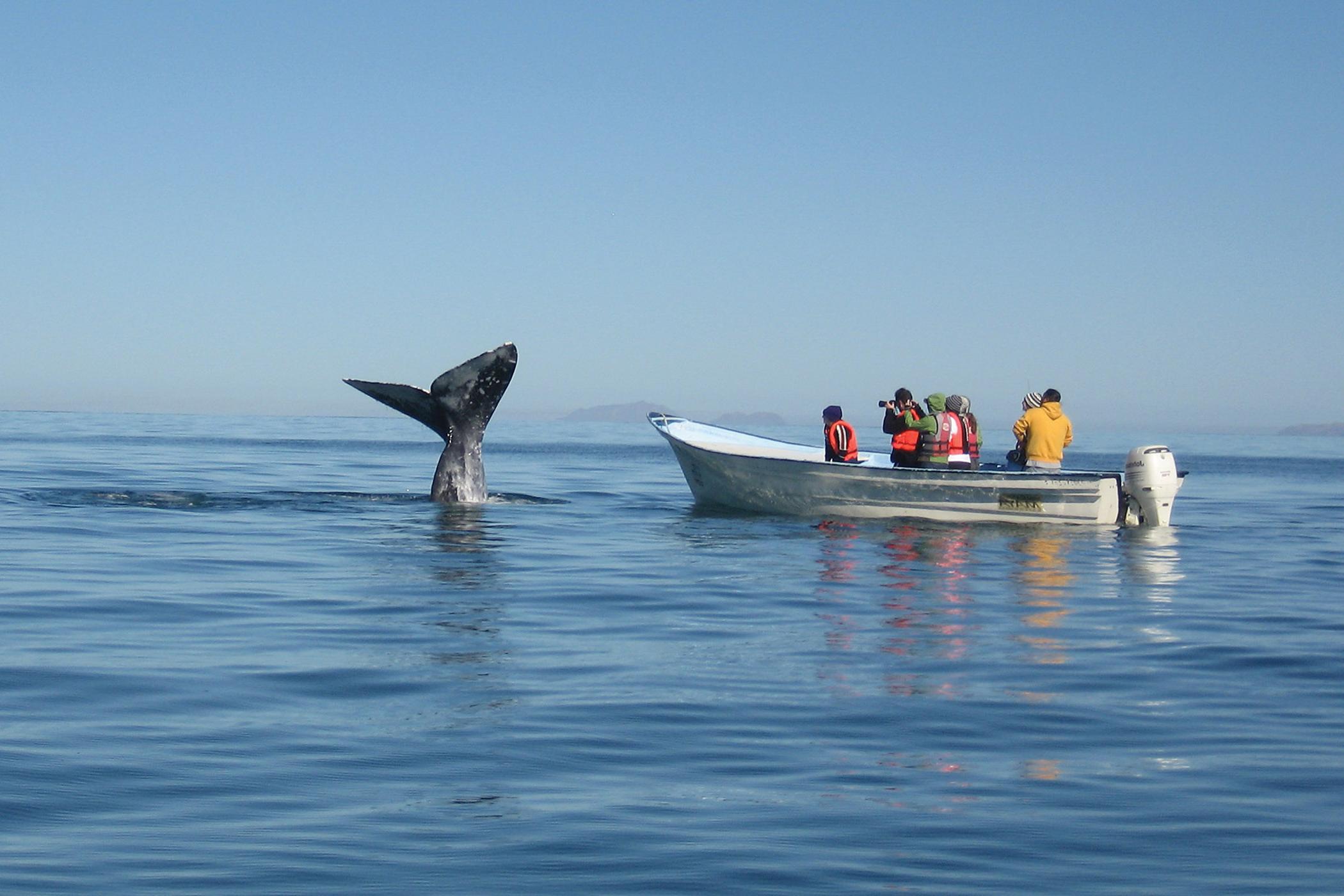 Researchers get an up-close view of a whale.